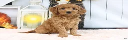 Mini Goldendoodle dogs for sale: Flo - Ad 3