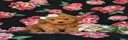 Cockapoo dogs for sale: Fiona 9 lbs Full Grown - Ad 3