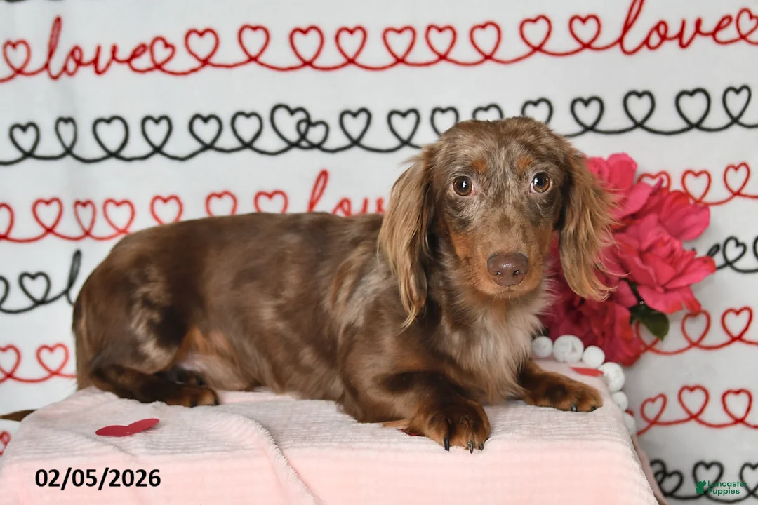Miniature Dachshund dogs for sale: Coco - Ad 7