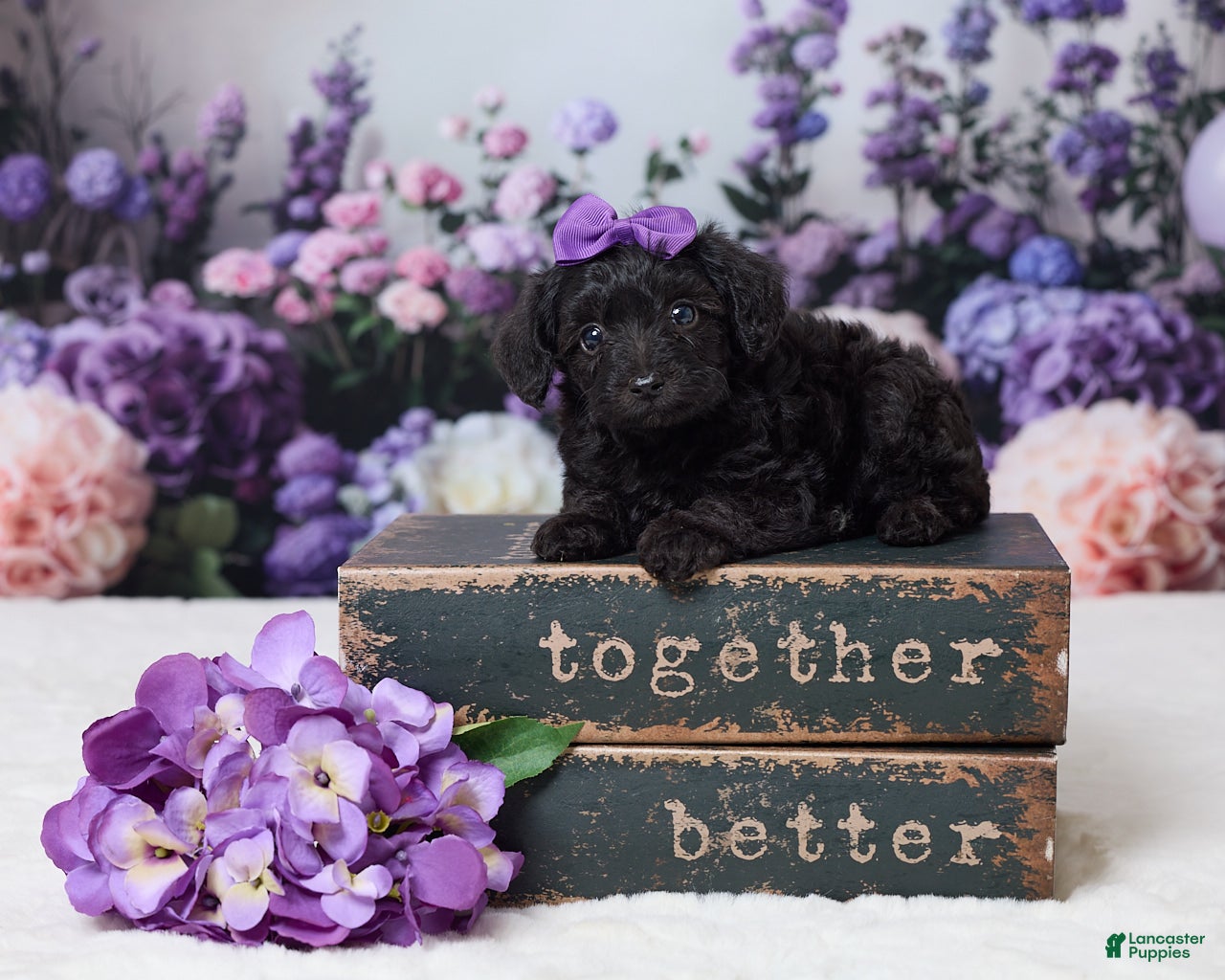 Yorkiepoo dogs Ronda - Ad 1