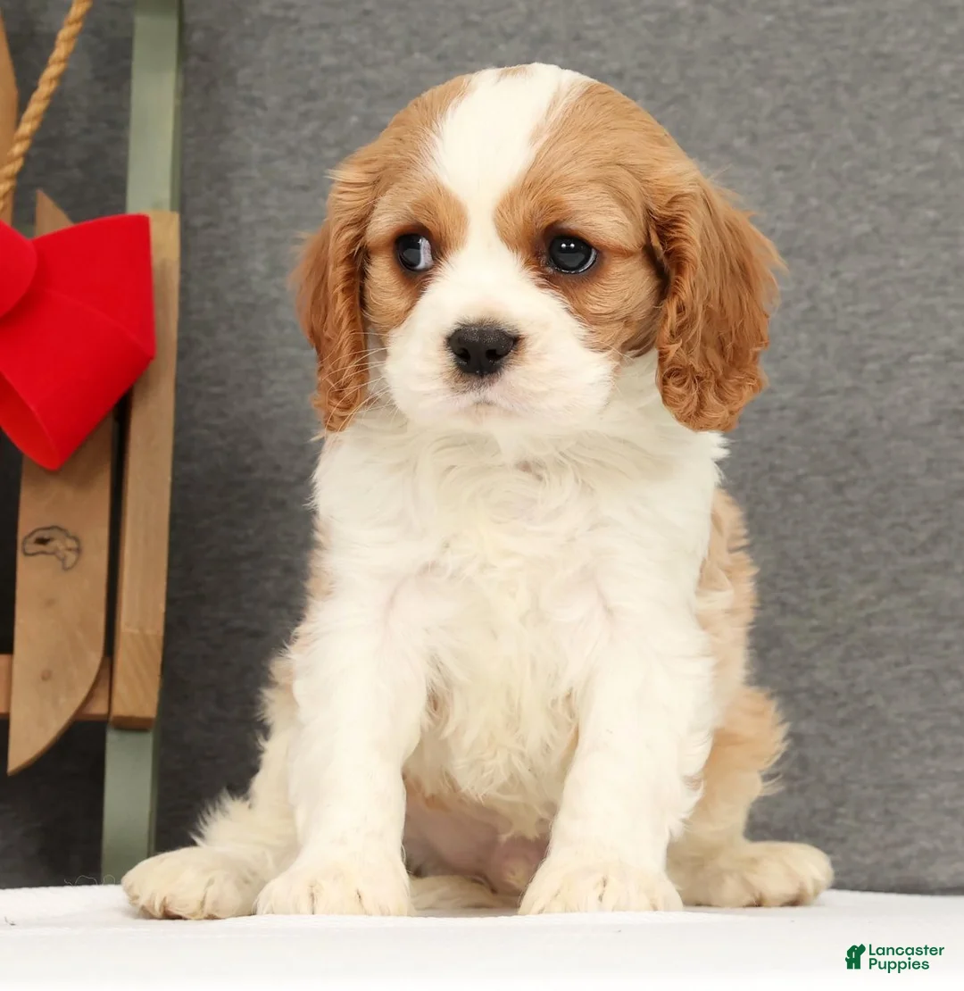Cavalier King Charles Spaniel dogs for sale: Prince - Ad 3