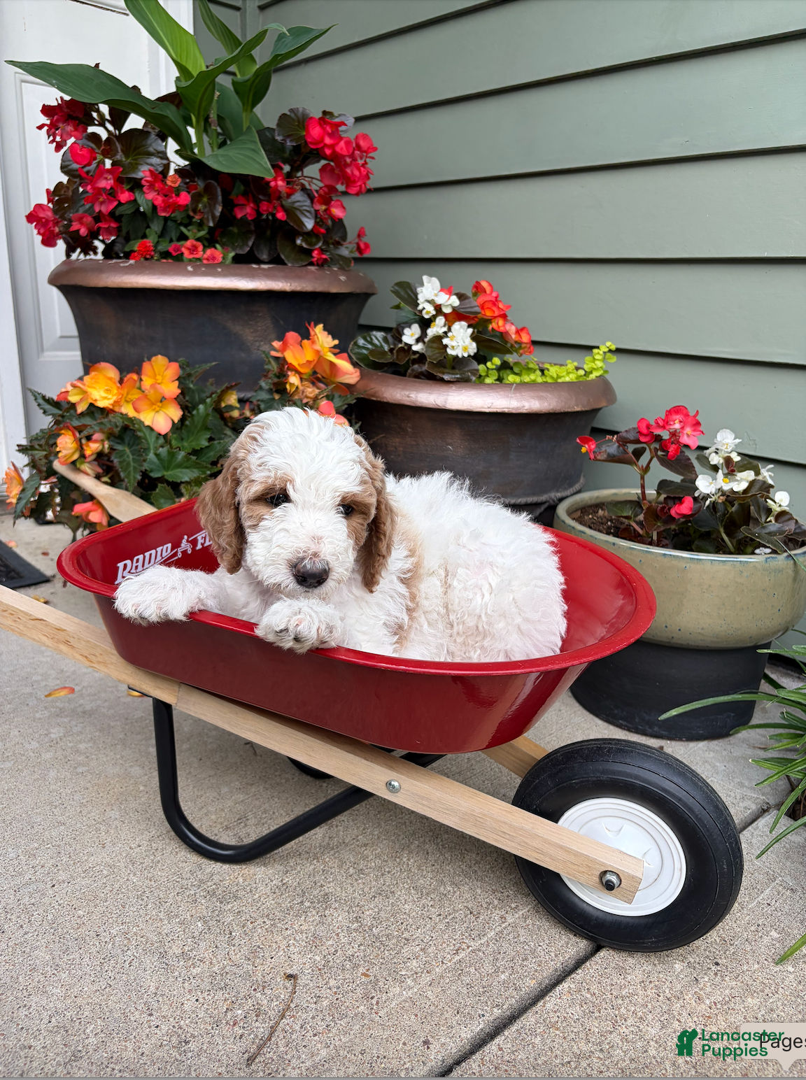 Goldendoodle dogs Goldendoodle Puppy 2 - Pink Male - Ad 12