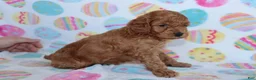 Miniature Poodle dogs for sale: Rosie - Ad 3