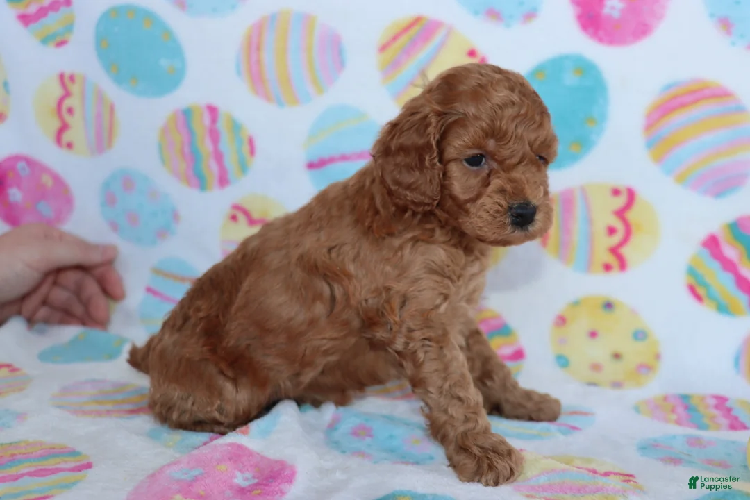 Miniature Poodle dogs for sale: Rosie - Ad 3