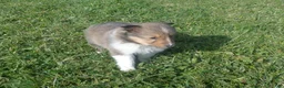 Shetland Sheepdog dogs for sale: Shetland Sheepdog 3 - Ad 3