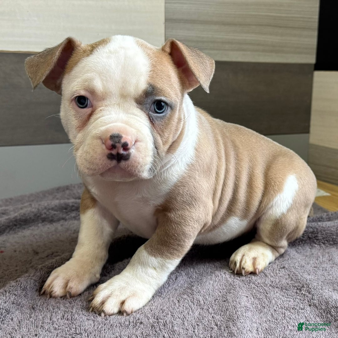 American Bully dogs for sale: Dozer - Ad 2