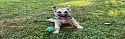 German Shepherd dogs for sale: Daisy - Ad 6
