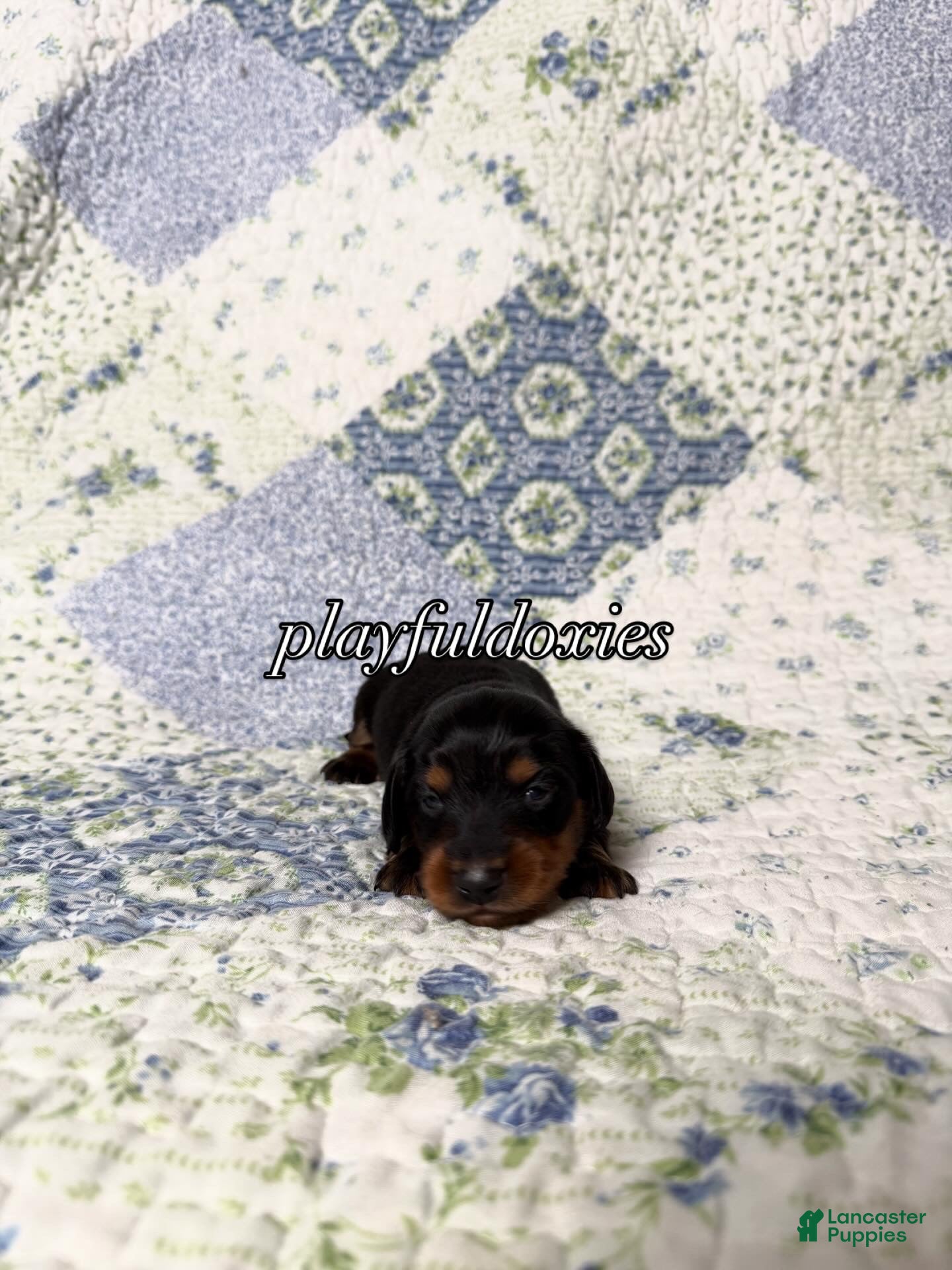 Dachshund dogs AKC Black and Tan Long Haired Male Dachshund ALL CLEAR - Ad 2