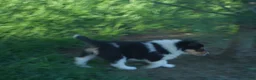 Collie dogs for sale: Agnes - Ad 7