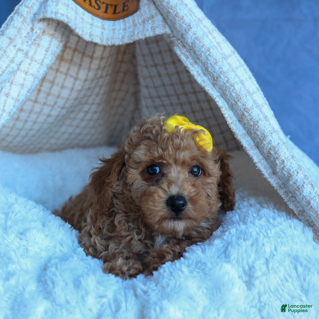 Miniature Poodle dogs for sale: LINSEY - Ad 7