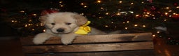 Golden Retriever dogs for sale: Golden Retriever Puppy yellow - Ad 3