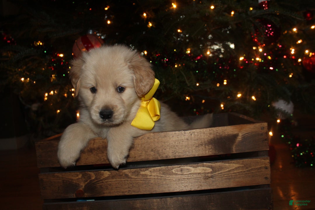 Golden Retriever dogs for sale: Golden Retriever Puppy yellow - Ad 3