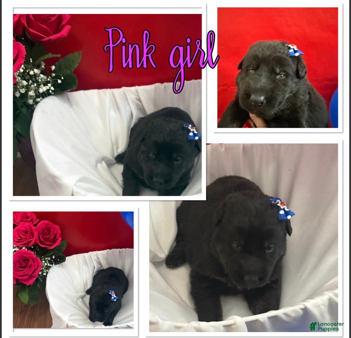 German Shepherd dogs Juliet - Ad 3