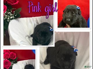 German Shepherd dogs Juliet - Ad 35