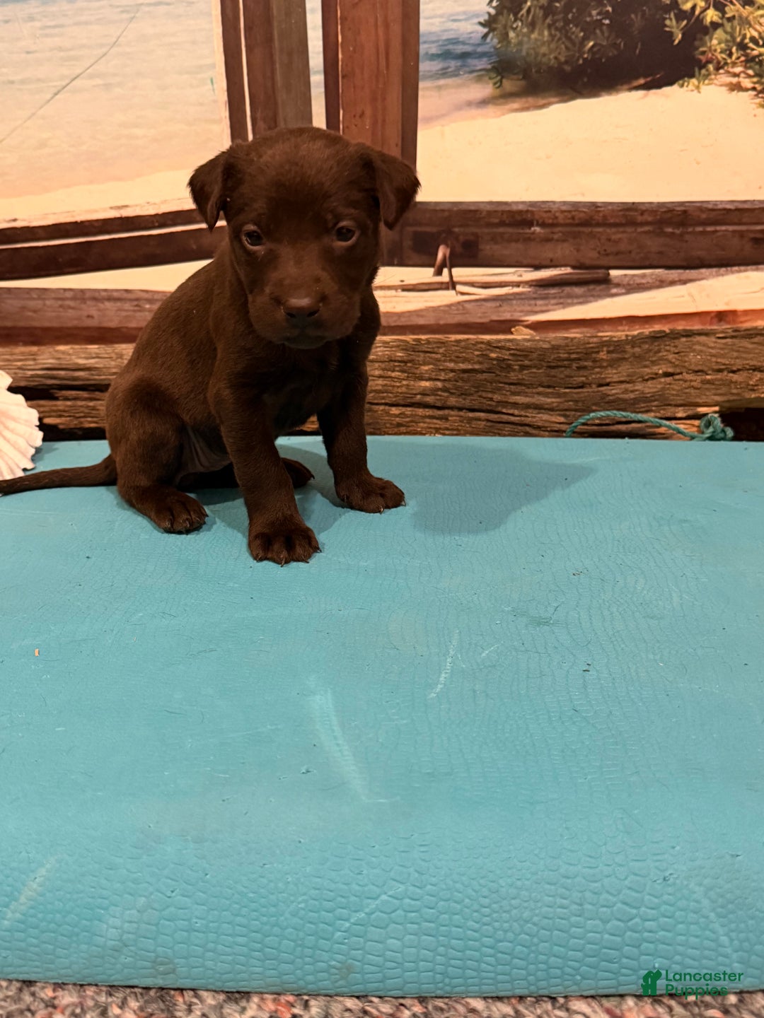 Labrador Retriever dogs for sale: Labrador Retriever CAPTIVA - Ad 2