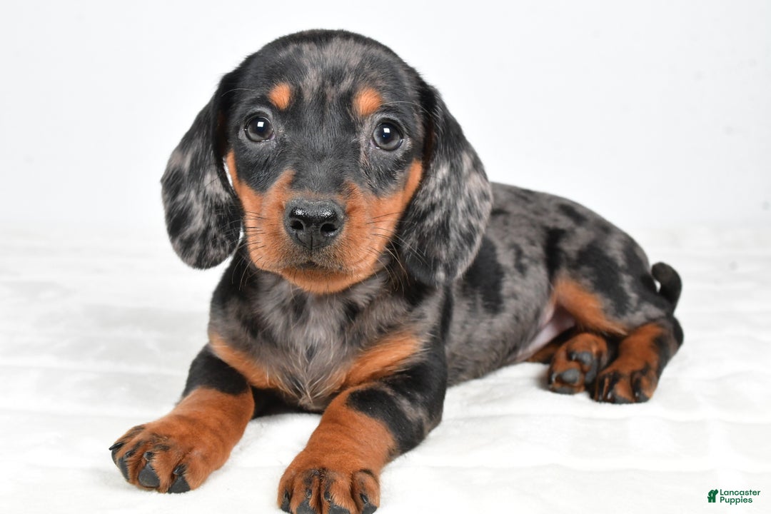 Miniature Dachshund dogs for sale: Cassidy - Ad 4