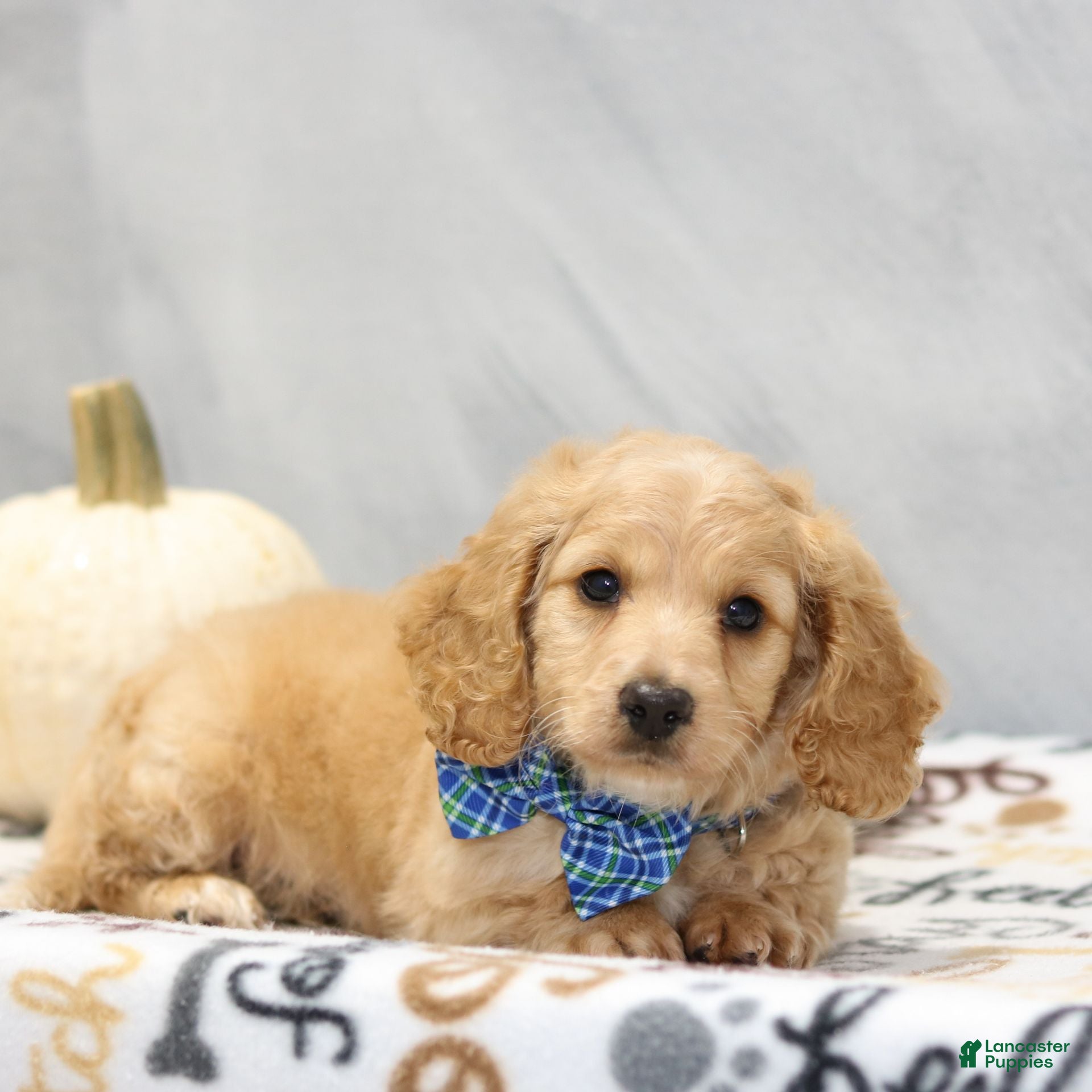 Miniature Dachshund dogs Gunner - Ad 2