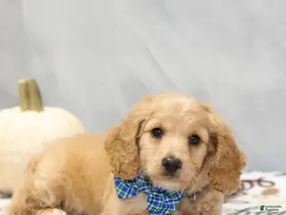 Miniature Dachshund dogs Gunner - Ad 2