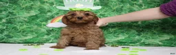 Cavapoo dogs for sale: Cherry - Ad 2