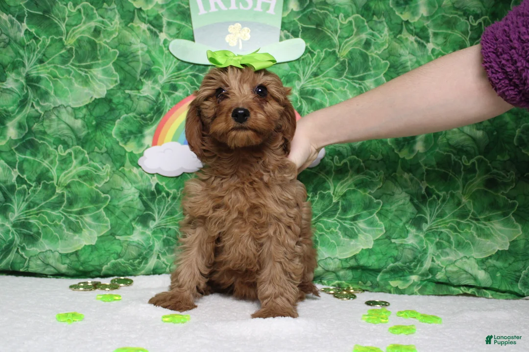 Cavapoo dogs for sale: Cherry - Ad 2