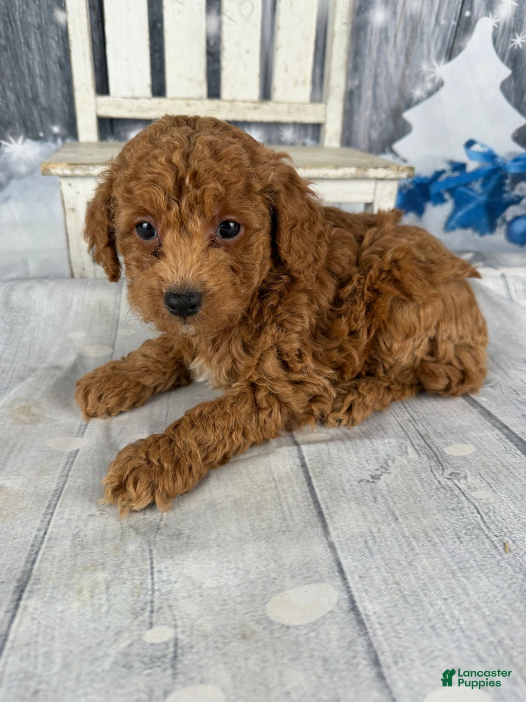 Cavapoo dogs for sale: Red - Ad 9