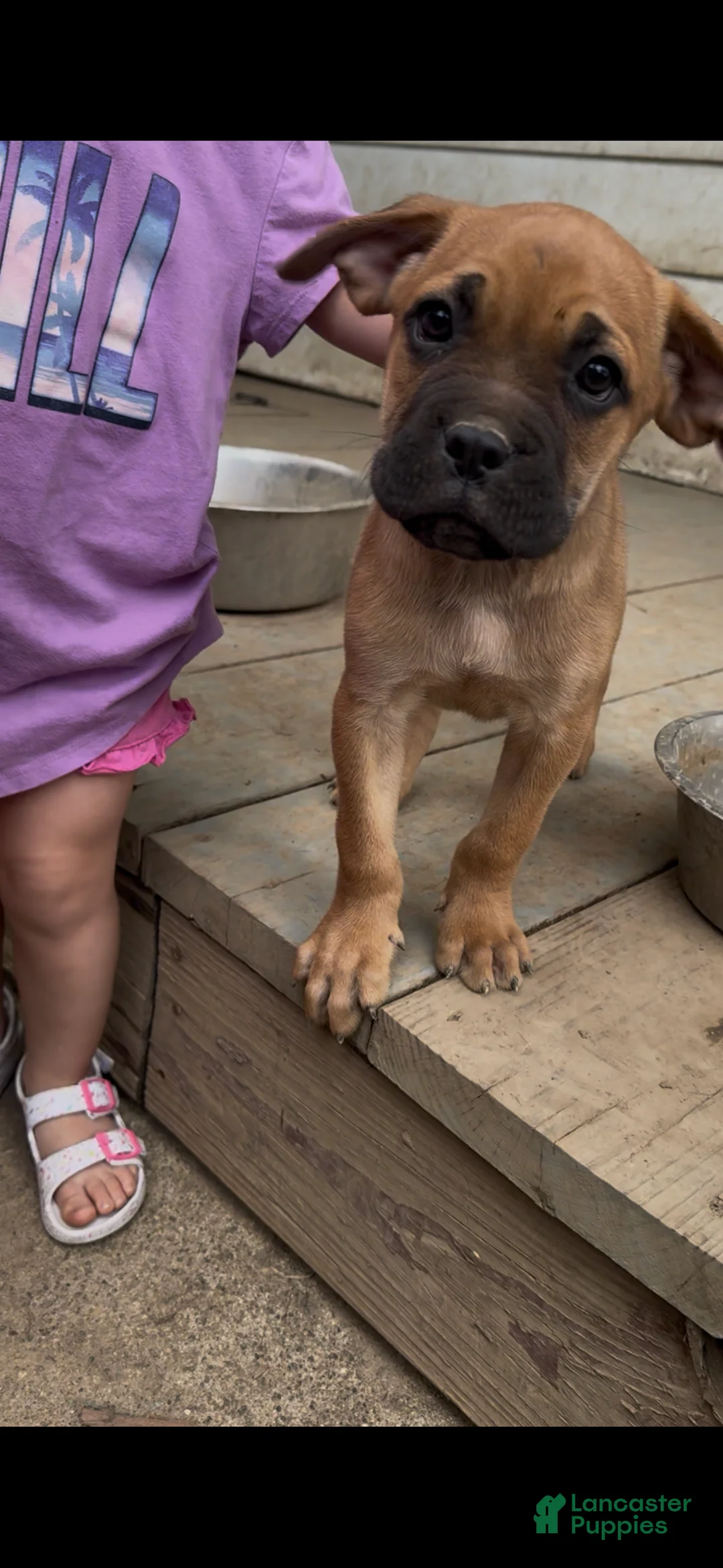 Cane Corso dogs for sale: Rocky - Ad 1