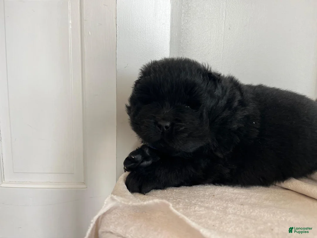 Chow Chow dogs for sale: Henry - Ad 2