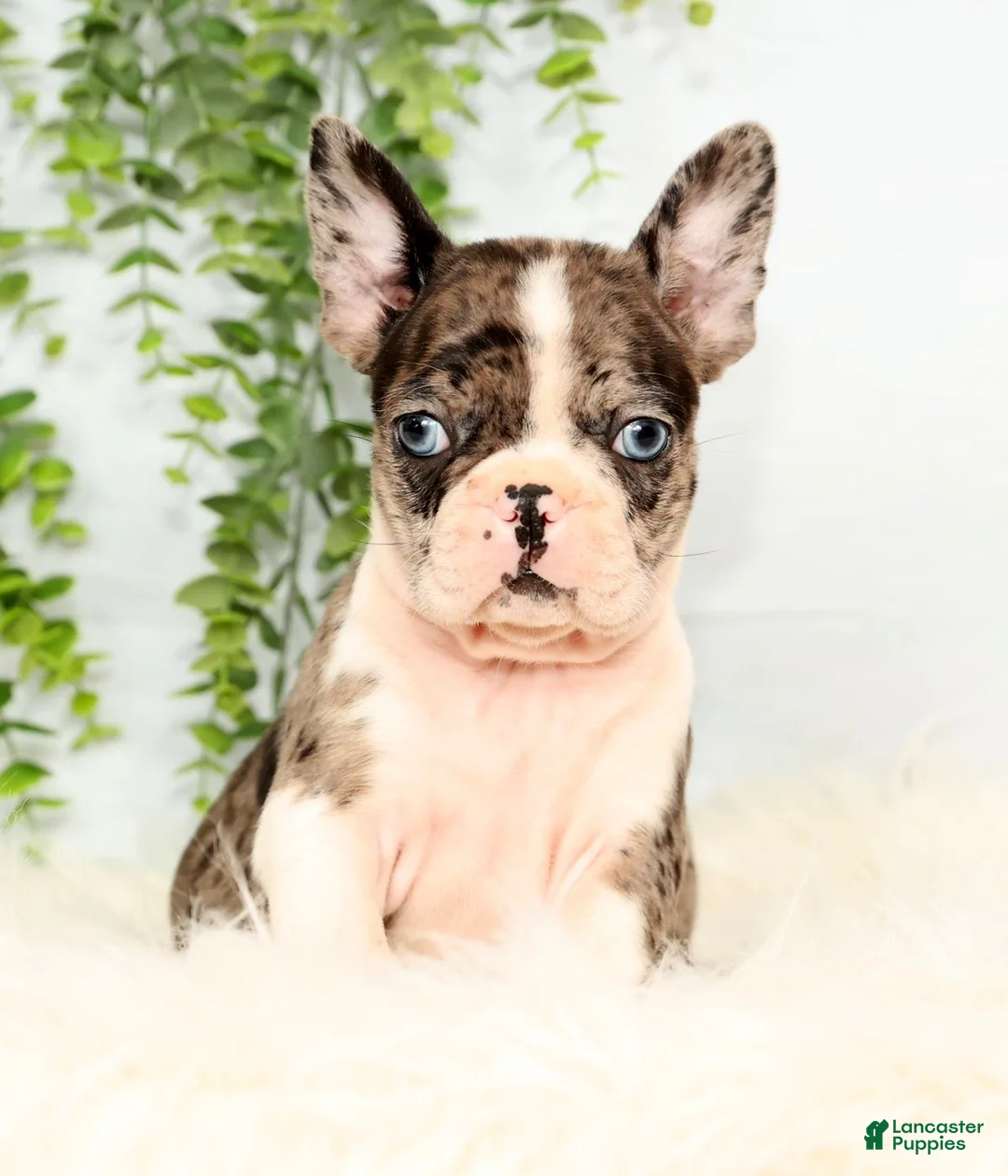 Frenchton dogs for sale: Bailey - Ad 2