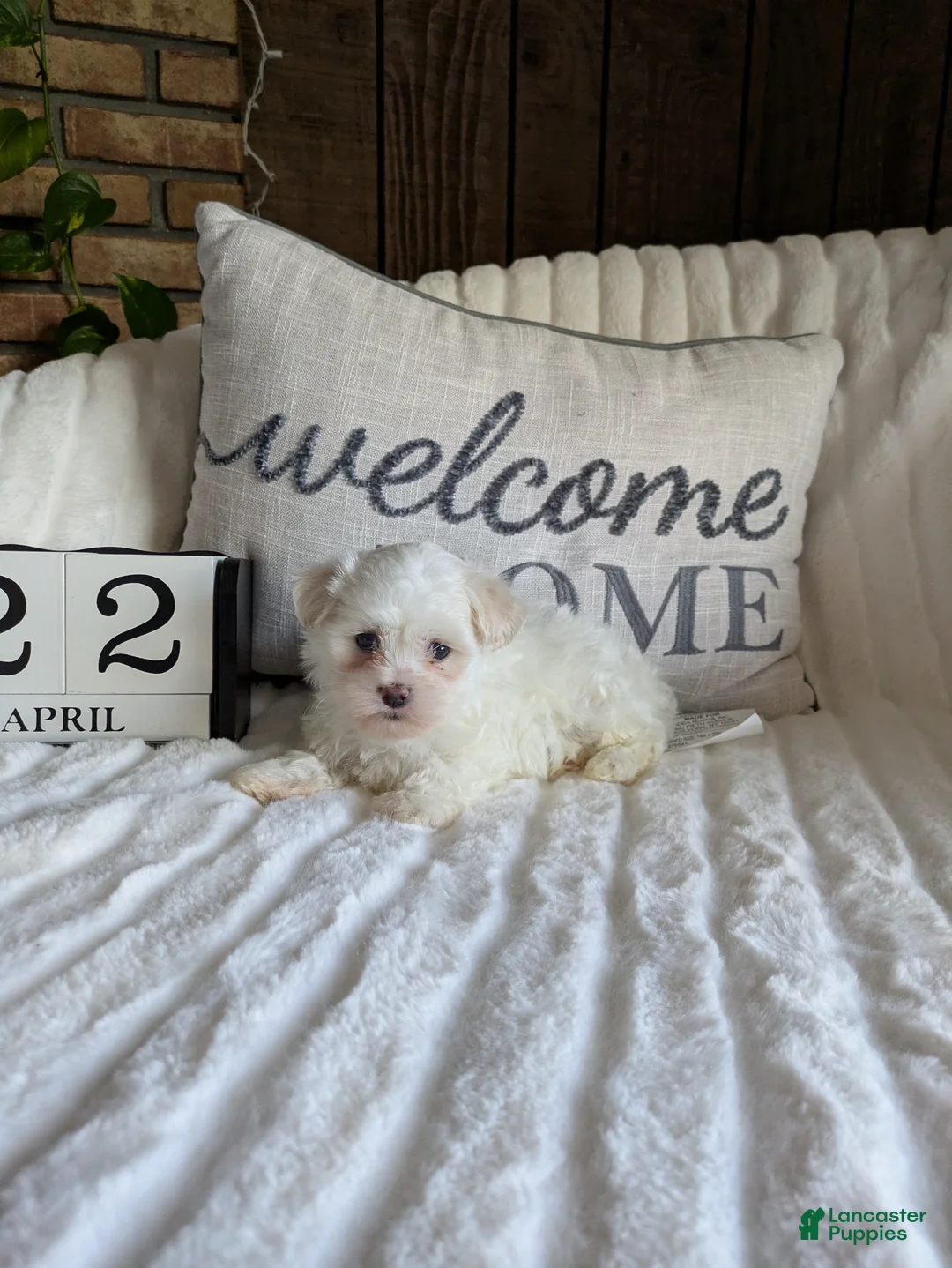 Maltese dogs for sale: Texas  - Ad 1