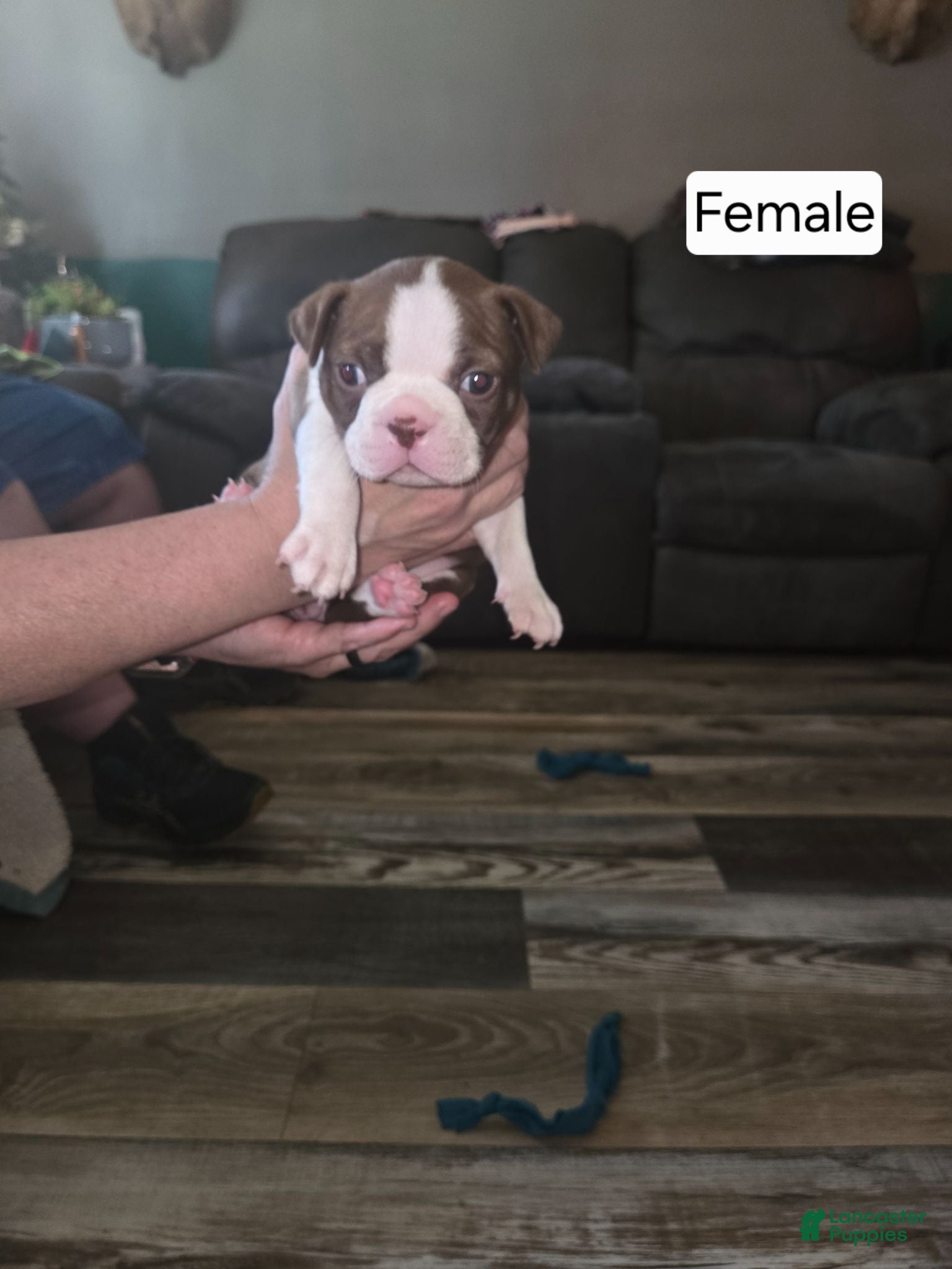 Boston Terrier dogs Boston Terrier 4 - Ad 33