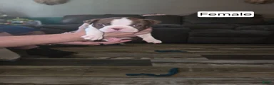 Boston Terrier 4
