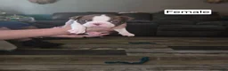 Boston Terrier dogs for sale: Boston Terrier 4 - Ad 1