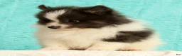 Pomeranian dogs for sale: Miles - Ad 5