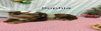 Sophia