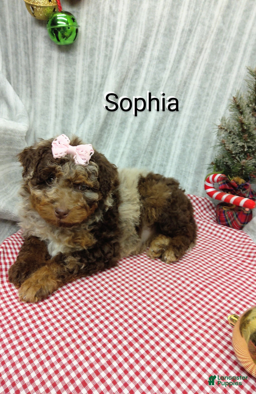 Mini Bernedoodle dogs for sale: Sophia - Ad 1