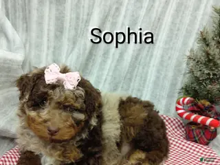 Mini Bernedoodle dogs Sophia - Ad 41