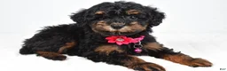 Miniature Poodle dogs for sale: Zella - Ad 3
