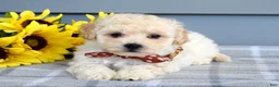 Bichpoo dogs for sale: Scotty - Ad 5