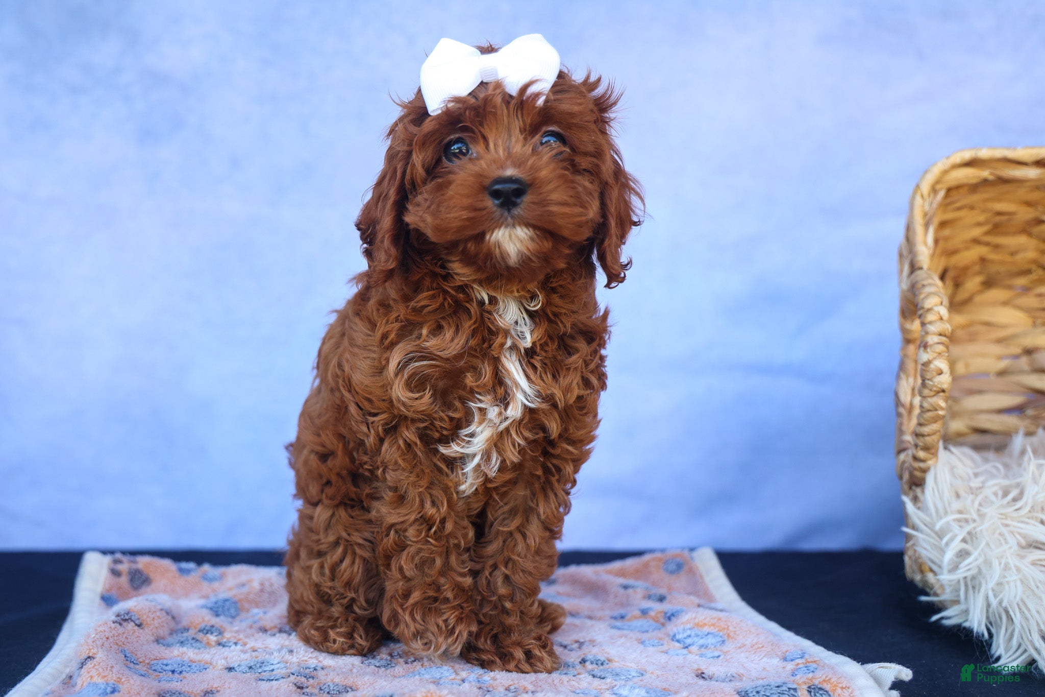 Cavapoo dogs for sale: RHODA - Ad 6