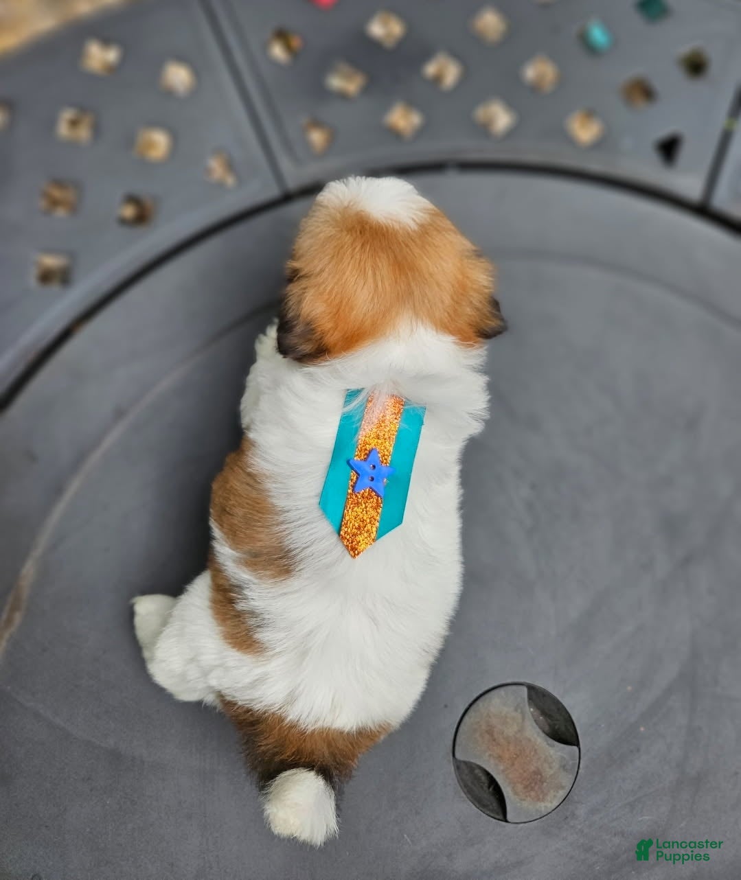 Shih Tzu dogs for sale: Shih Tzu Puppy 1 - Ad 4