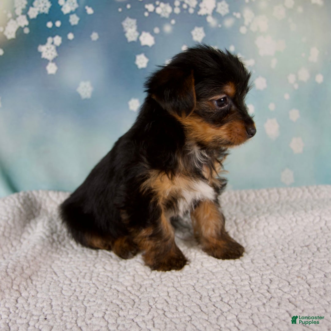 Yorkshire Terrier dogs for sale: Koby - Ad 5