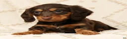 Miniature Dachshund dogs for sale: Fiona - Ad 5