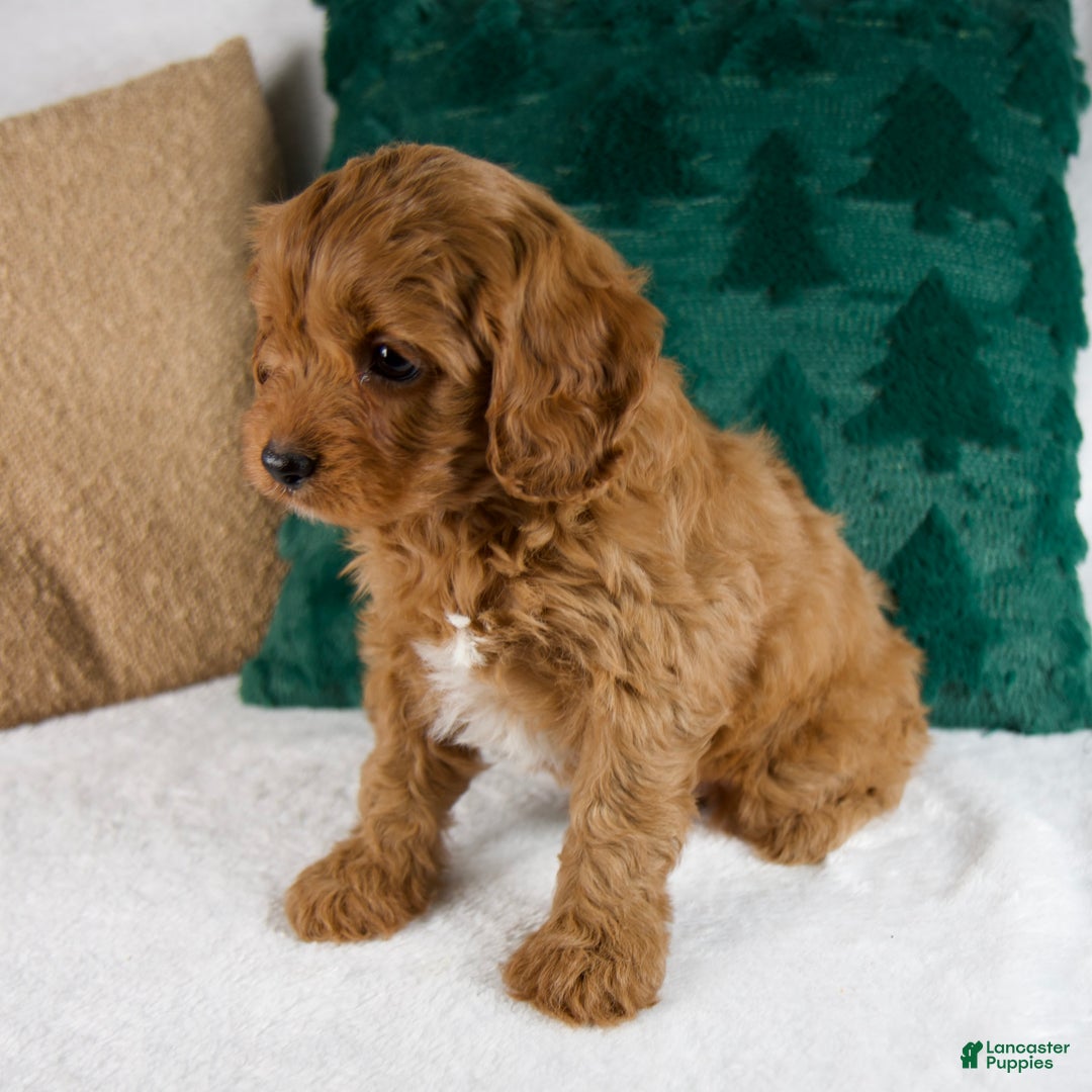 Cavapoo dogs for sale: Blake - Ad 6