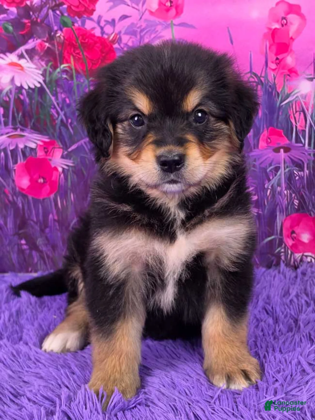 Mixed Breed dogs for sale: April - Ad 1