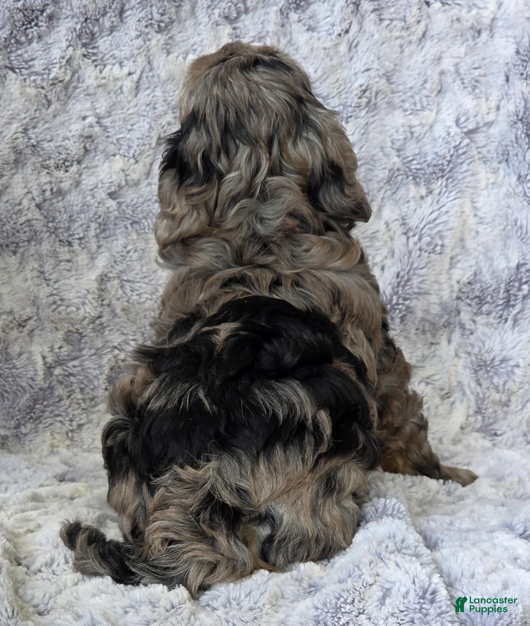 Cavapoo dogs for sale: Star - Ad 5
