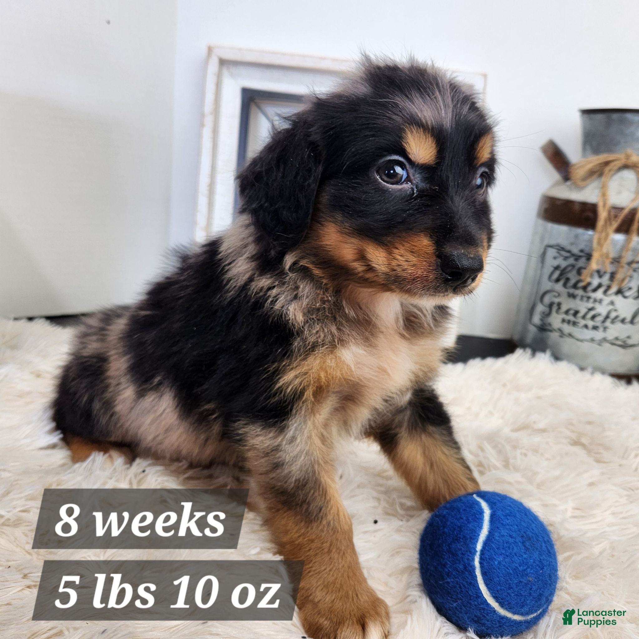 Australian Shepherd dogs Australian Shepherd 1 - Ad 24
