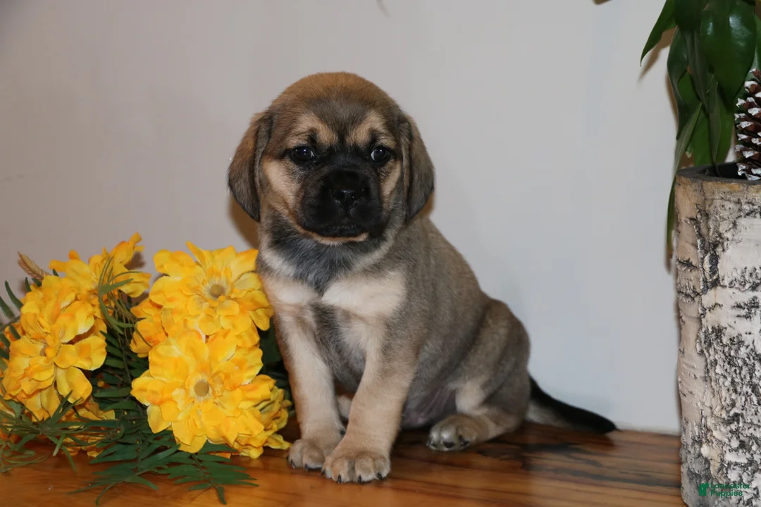 Puggle dogs for sale: Carson - Ad 2