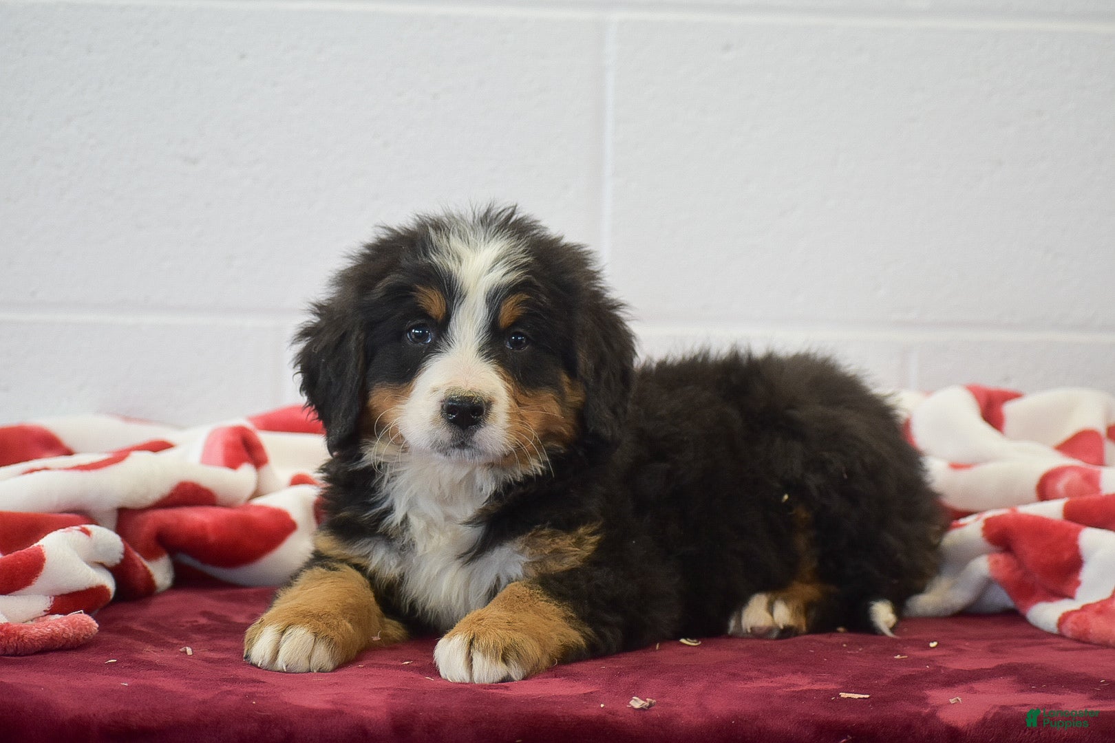 Bernese Mountain Dog dogs Chestnut - Ad 2