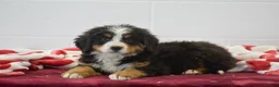 Bernese Mountain Dog dogs for sale: Chestnut - Ad 2