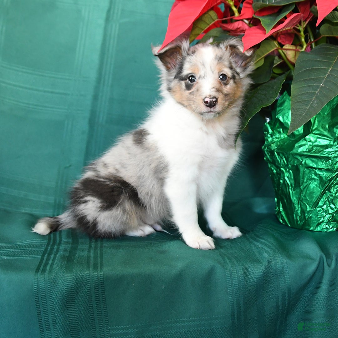 Shetland Sheepdog dogs for sale: Koby - Ad 1